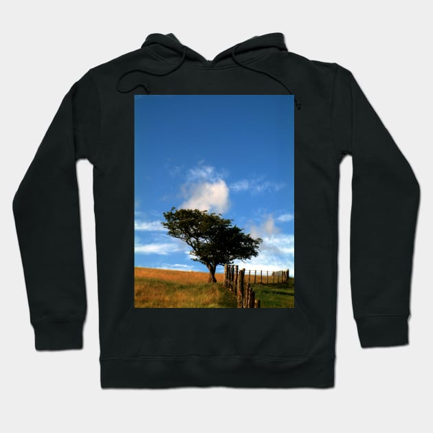 Tree on a Hill Hoodie by newbeltane